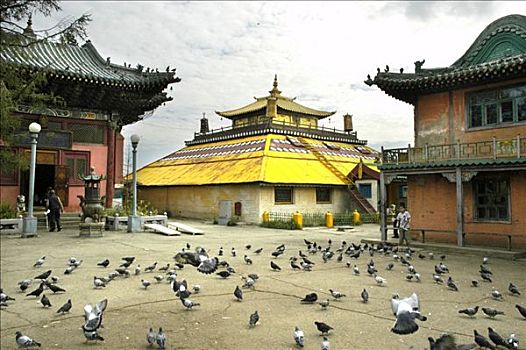 许多,鸽子,正面,佛教寺庙,寺院,乌兰巴托,蒙古