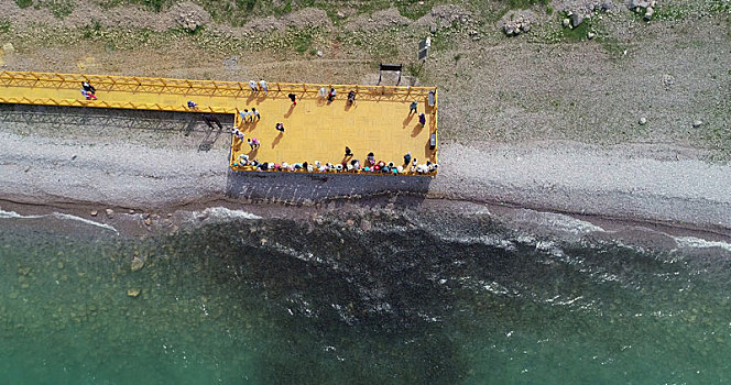 青海共和,夏日青海湖湟鱼齐集岸边,与游人互动