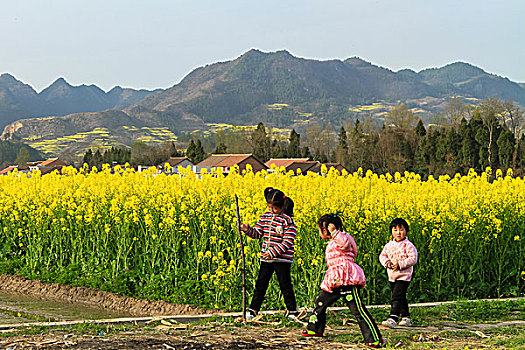 陕西汉中油菜花等