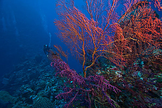 大,柳珊瑚目海扇,肖像权,潜水,海洋,保存,质朴,礁石,靠近,瓦卡托比,胜地,南,印度尼西亚,亚洲