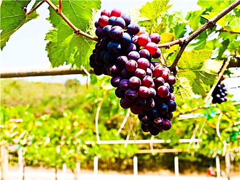 束,红葡萄,绿叶,葡萄酒,院子