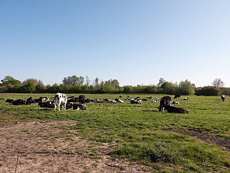 母牛,放牧,地点,雌性,咀嚼,卧
