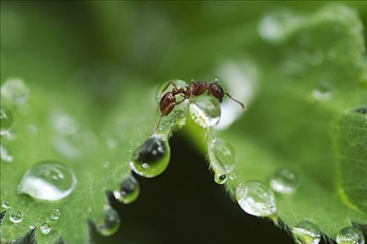 露珠,斗篷草,离开