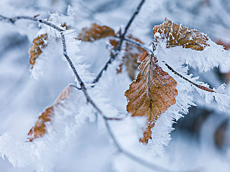 霜,树叶