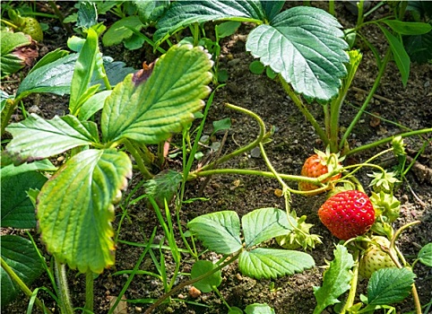 草莓植物,浆果