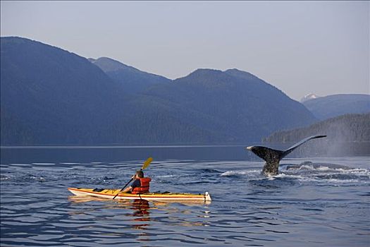 男人,海上皮划艇,靠近,游动,驼背鲸,东南阿拉斯加,夏天,合成效果