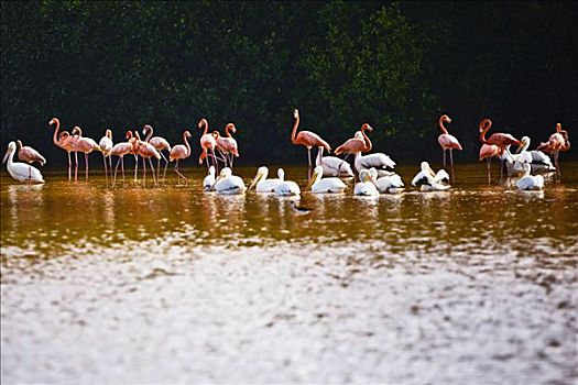 成群,鸟,水中,尤卡坦半岛,墨西哥