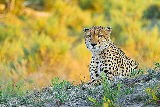 印度豹,猎豹,看镜头,奥卡万戈三角洲,博茨瓦纳,非洲