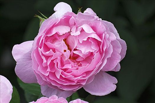 英伦玫瑰,品种,粉色