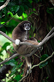 长臂猿,成年,树上,新加坡,东南亚
