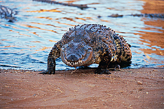 鳄鱼,出现,水,禁猎区,南非