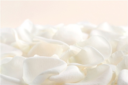 白色蔷薇,花瓣