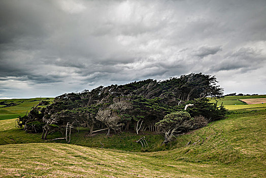 树,形状,风,斜坡,南部地区,新西兰,大洋洲