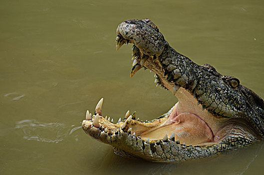 咸水鳄,沙捞越,婆罗洲,马来西亚