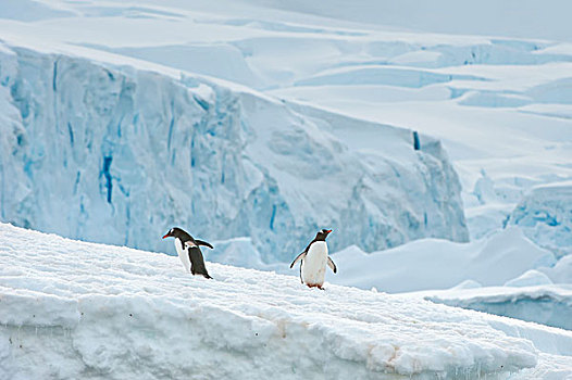 巴布亚企鹅,冰山,岛屿,南极半岛