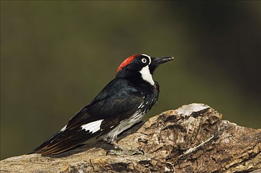 啄木鸟,橡树啄木鸟,雄性,峡谷,图森,亚利桑那,美国