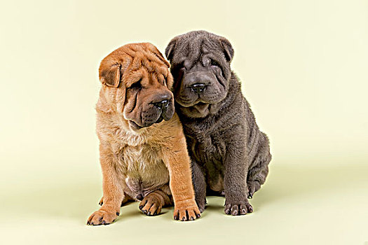 两个,沙皮狗,小狗,8周,雄性,红色,蓝色