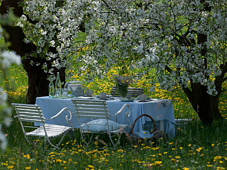 座椅,多,酸樱桃,盛开,草地