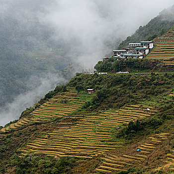 雾气,上方,风景,不丹,地区
