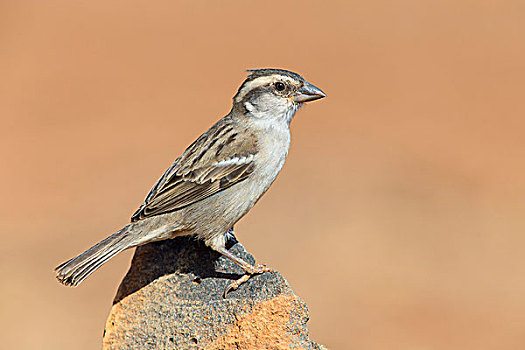 麻雀,雌性,栖息,岩石上,圣地亚哥,佛得角,非洲