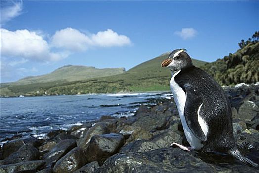 企鹅,幼小,稀有,岛屿,坎贝尔岛,新西兰
