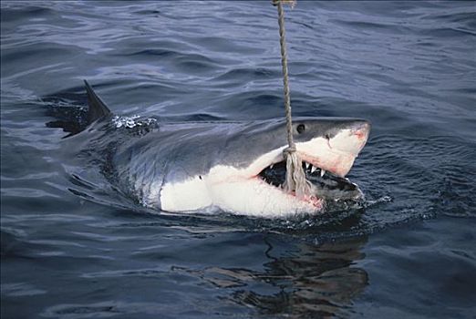 大白鲨,沙鲨属,进食,线条,岛屿,澳洲南部