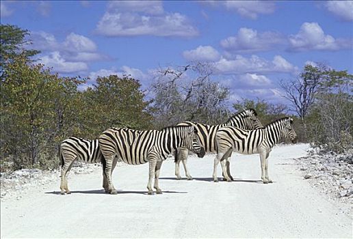 人行横道,马,斑马,埃托沙国家公园,纳米比亚