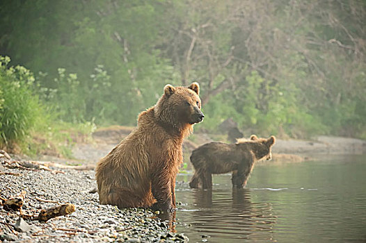 棕熊,成年,女性,幼兽,湖岸,早晨,湖,堪察加半岛,半岛,俄罗斯,欧洲