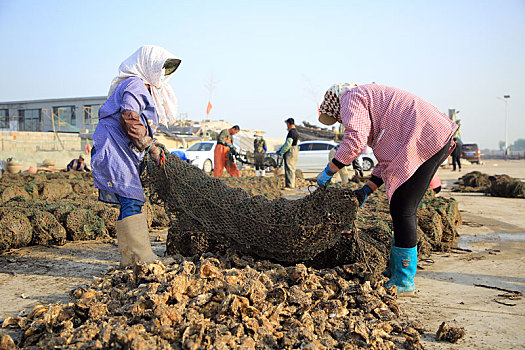 山东省日照市,牡蛎喜获丰收,渔民们忙坏了