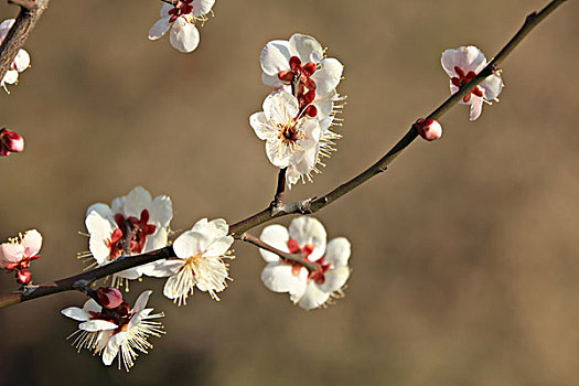 梅花,蜜蜂