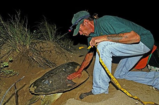 测量,海龟,海龟科,夜晚,救助,半岛,昆士兰,澳大利亚