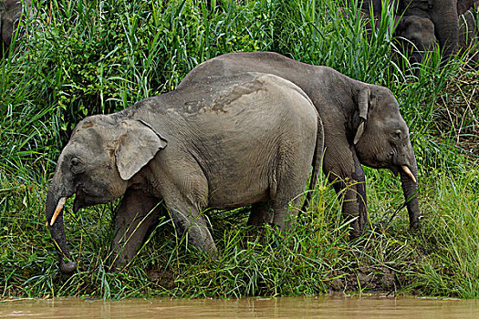 婆罗洲,俾格米人,大象,象属,京那巴丹岸河,马来西亚