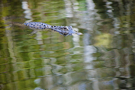 佛罗里达,大沼泽地国家公园,美国短吻鳄,超现实,表面,反射,叶子
