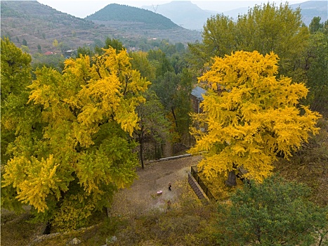 航拍济南普门寺遗址的银杏树