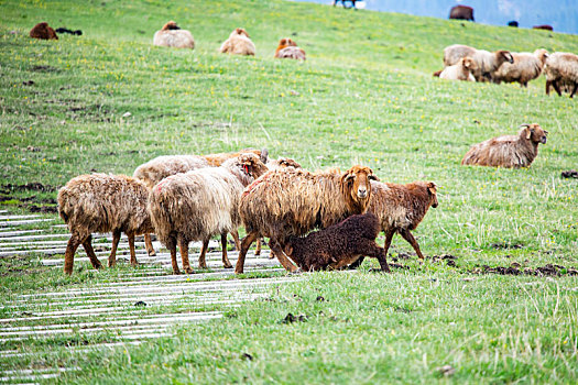 新疆那拉提草原的羊