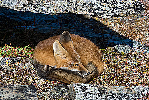 野生,红狐,休息,靠近,石头,阿拉斯加,美国