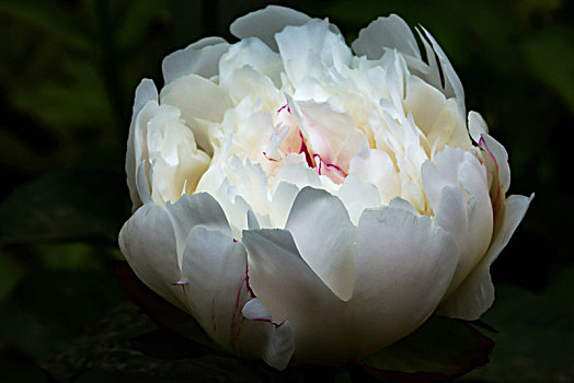 美丽芍药,芍药花