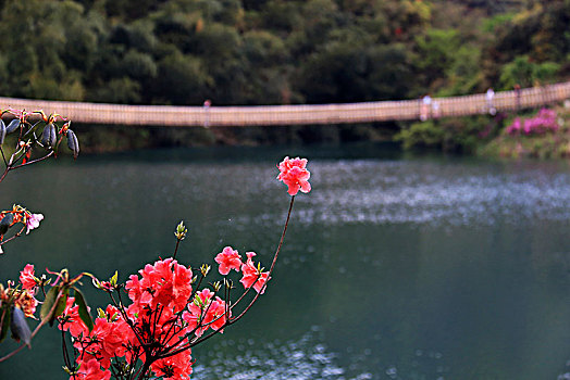 杜鹃花