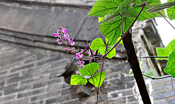 北京胡同--豆角花