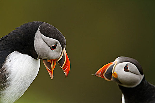 大西洋角嘴海雀,北极,两个,成年人,叫,肖像,斯科莫岛,彭布鲁克郡,威尔士,英国,欧洲