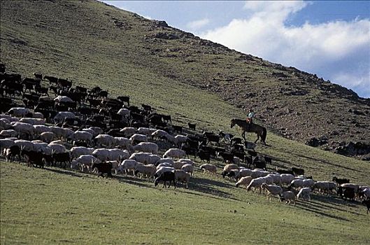牧群,山羊,绵羊,哺乳动物,蒙古人,山,蒙古,亚洲,动物