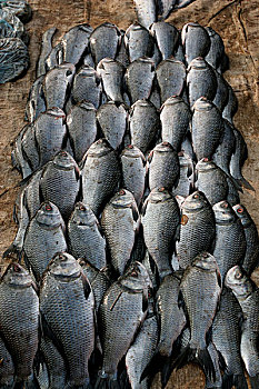 种类,鱼,批发,市场,达卡,孟加拉,2007年