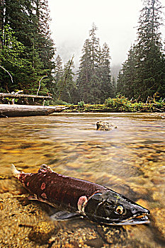 红大马哈鱼,红鲑鱼,产卵,温带雨林,不列颠哥伦比亚省,加拿大