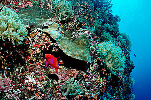 彩色,礁石,贝劳,密克罗尼西亚,太平洋