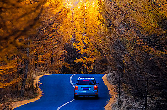 穿过松树林的道路