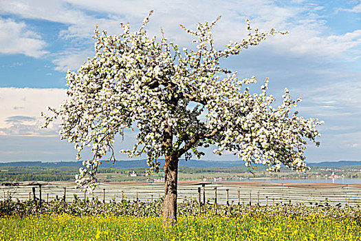 春天,花,果树,雷暴,靠近,寺院,康士坦茨湖,德国,欧洲
