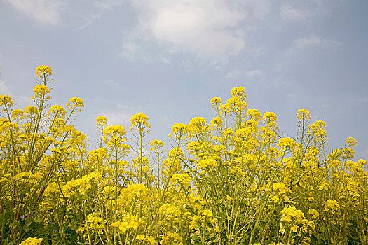 花田