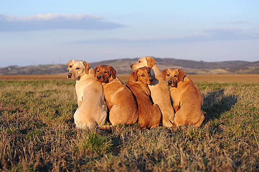 拉布拉多犬,黄色,母狗,雄性,坐,靠近,相互,草地,风景