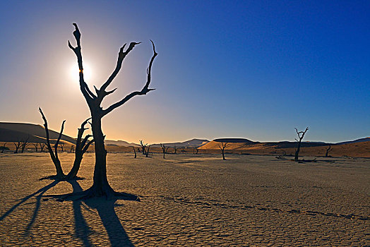 死,骆驼,刺,长颈鹿,刺槐,树,晚上,亮光,死亡谷,索苏维来地区,纳米比诺克陆夫国家公园,纳米布沙漠,纳米比亚,非洲