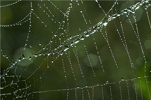 蜘蛛网,反光,露珠